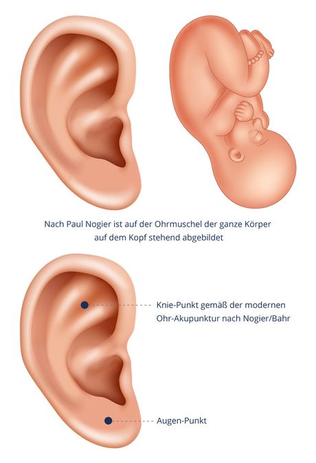 Paul Nogier veröffentlichte 1956 erstmals eine Ohr-Akupunktur-Karte
